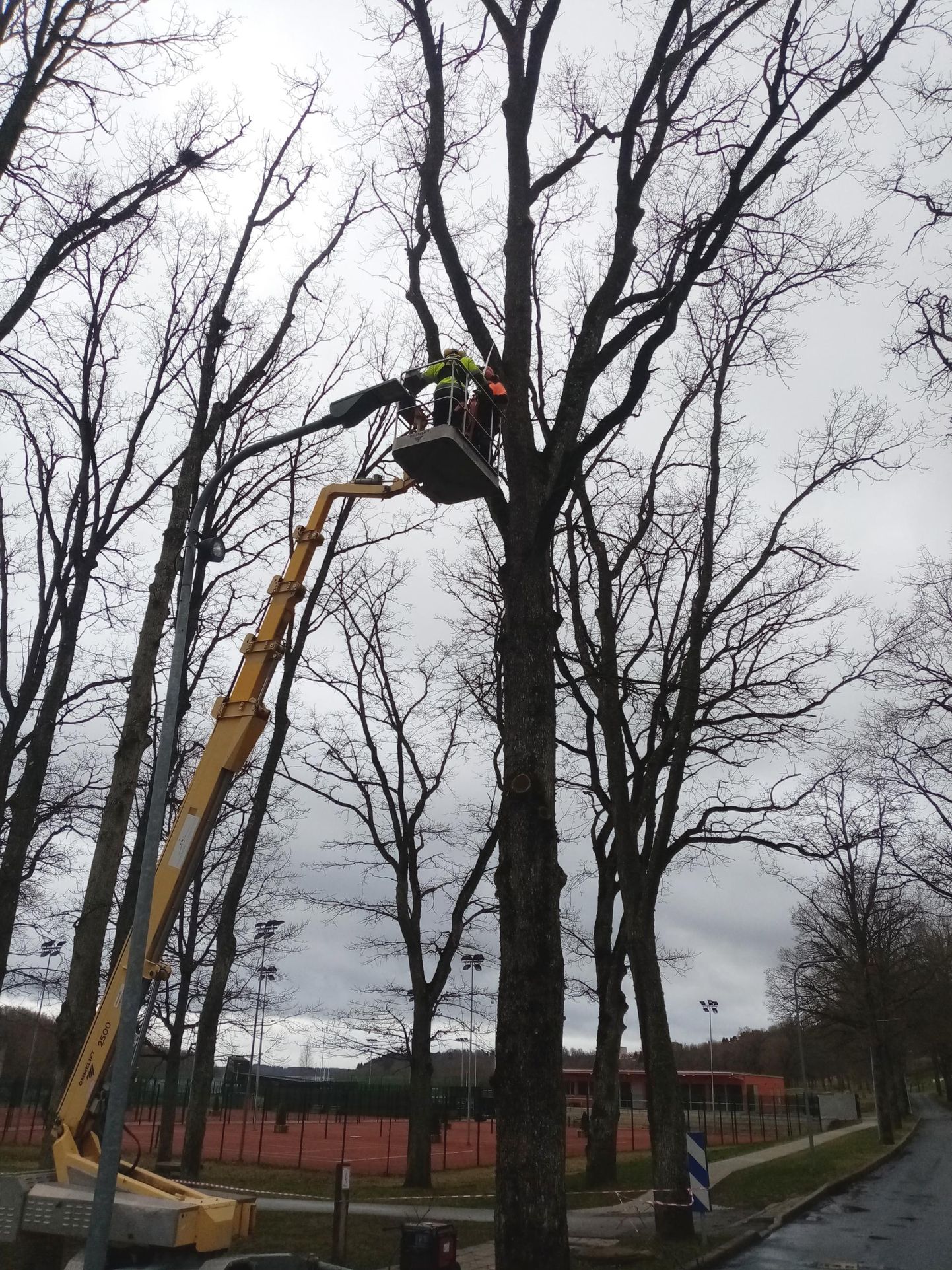 Luua metsanduskooli arboristi eriala õpilased võtsid õppepäeval Viljandis Ranna puiestee juures maha varesepesi ning õppisid puid hooldama.
