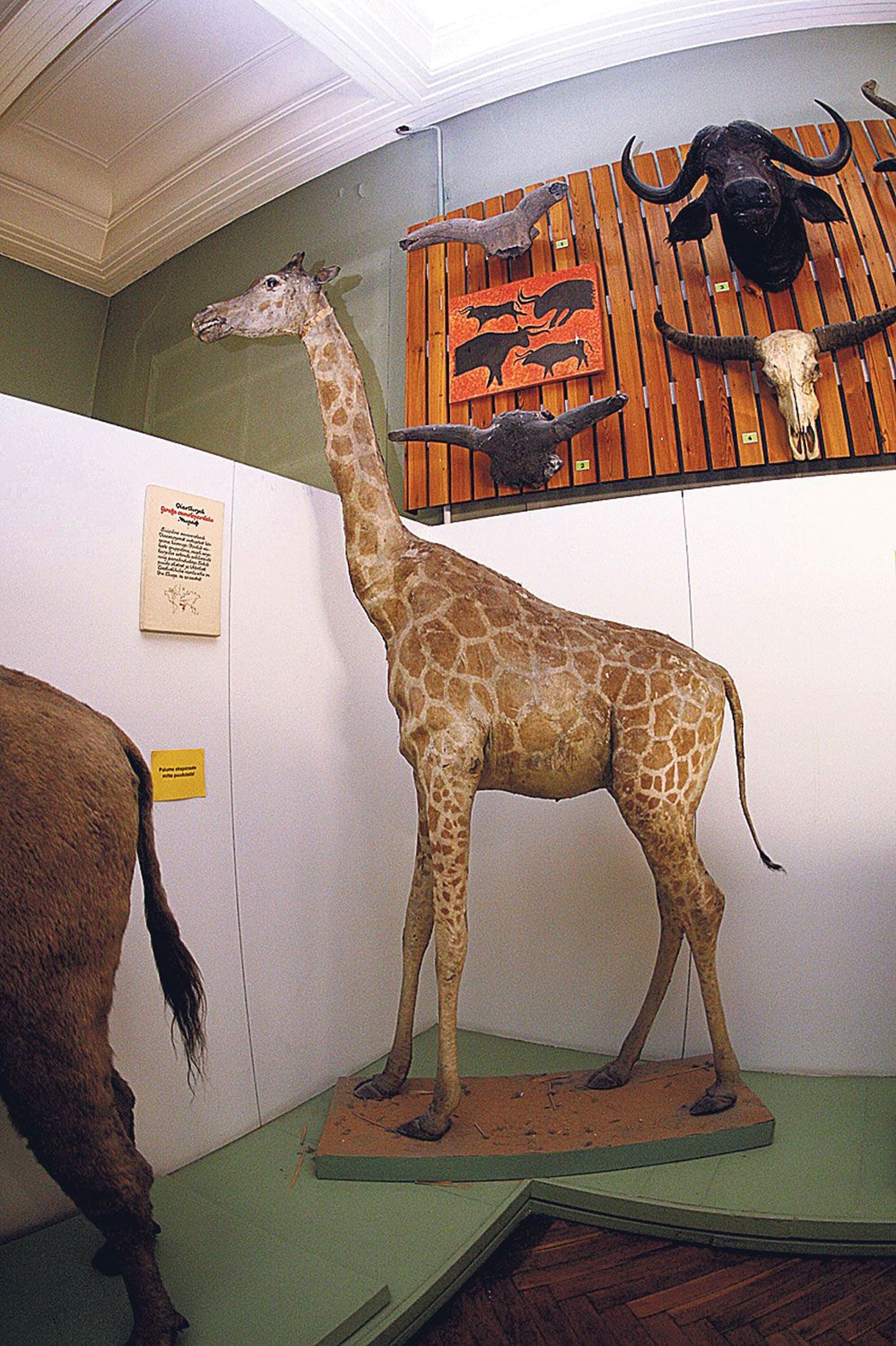 Kuigi zooloogiamuuseumi vana kaelkirjakutopise nahk oli pragunenud, oli kaelkirjanik külastajate suur lemmik.