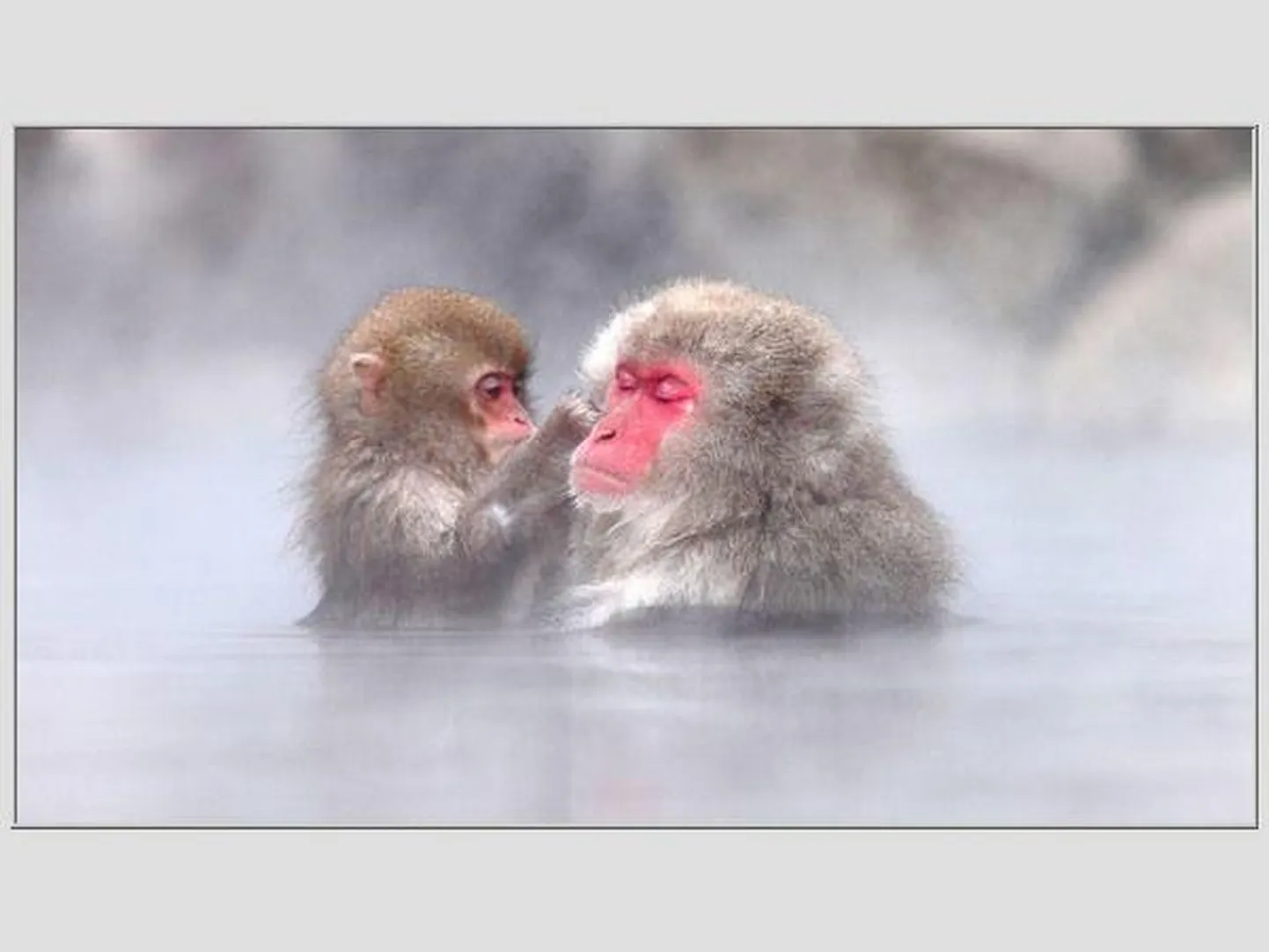 Jaapani makaagid Naganos kuumaveeallikas külma eest peidus ja "patsutamiskultuuriga" tegelemas. 