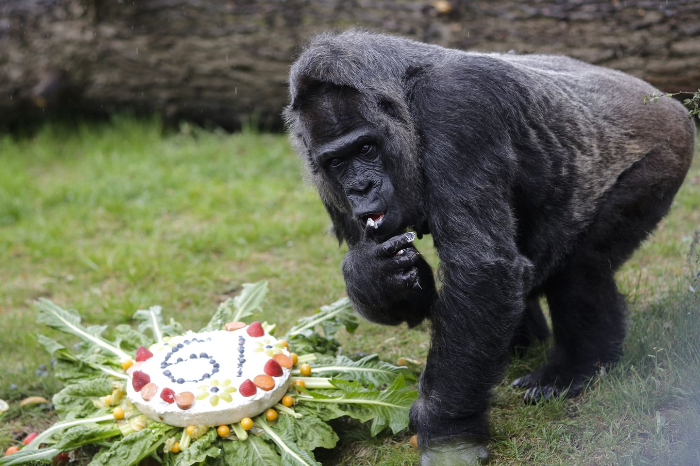 Pasaulē vecākā nebrīvē turētā gorilla Trūdija 61 gada jubilejā.