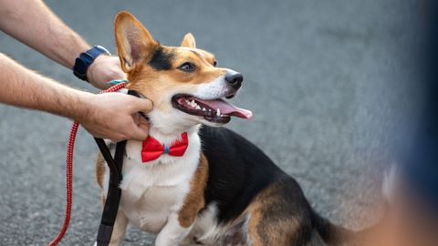 Rīgā atkal notiks Karaliskā korgiju pastaiga un britu stila pikniks