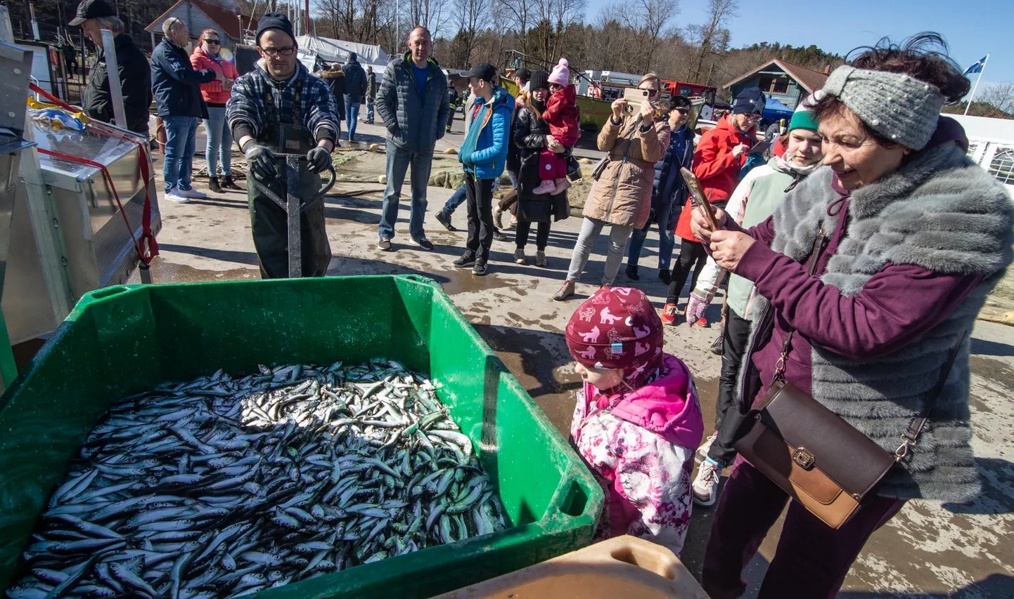 Предыдущий День открытых рыбных портов: в порт Тойла прибывает свежая салака.