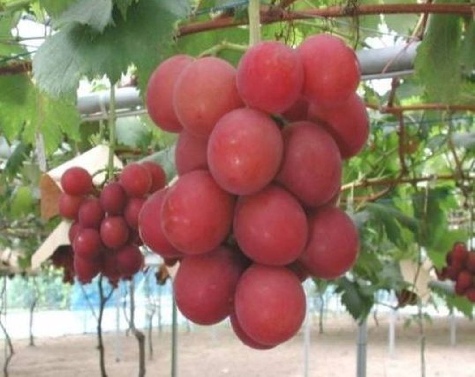 Ruby Roman viinamarjad