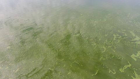Sünoptik hoiatab: Peipsi järves vohavad sinivetikad