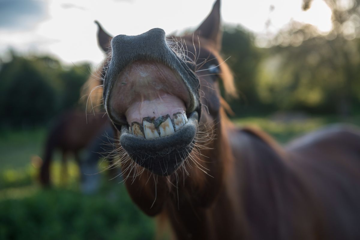 Zirga smaids Ungārijas zirgu fermā.