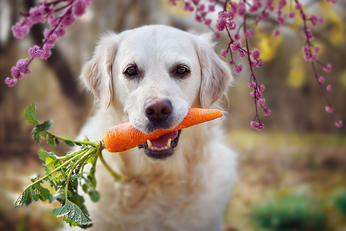 Морковь очень полезна для зубов собаки.