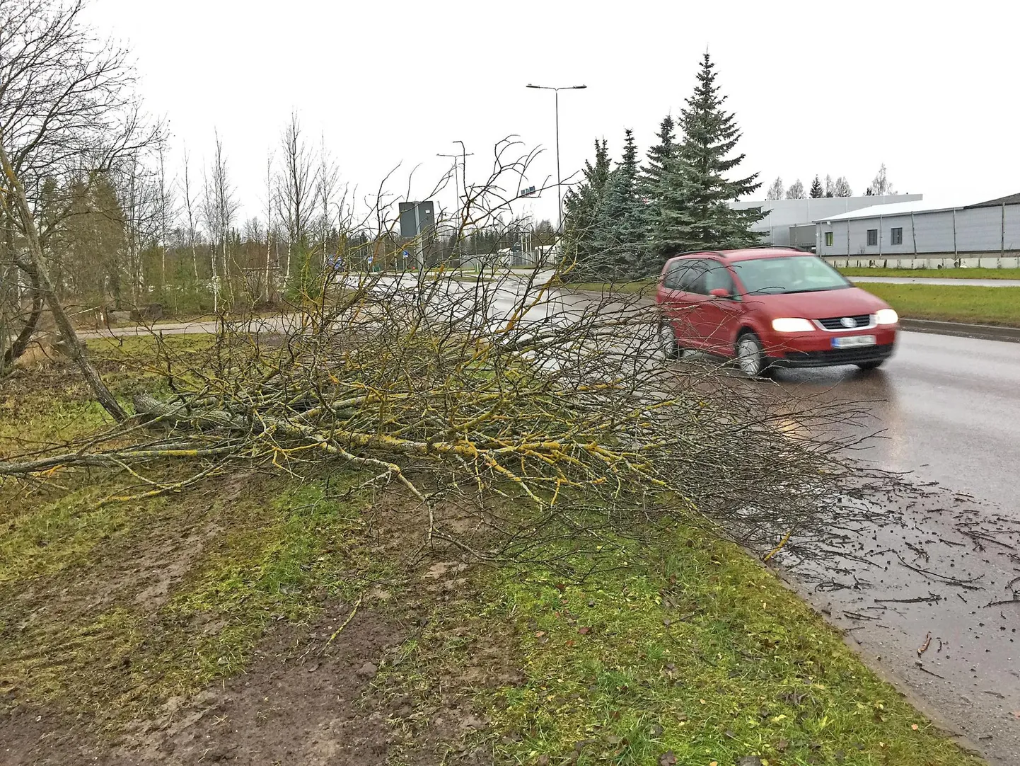 Tugeva tuule tõttu kukkus puu teele. Foto on illustratiivne.