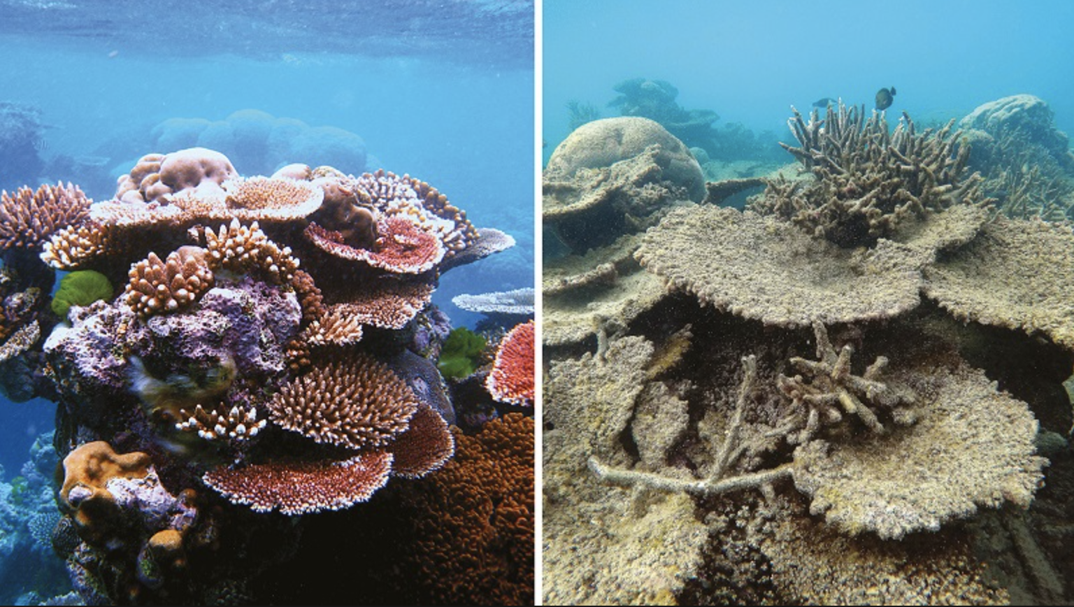 Turistide päikesekreemide mõjul on varasemalt värvikirevad korallid (vasakul) pleekinud värvituks (paremal).