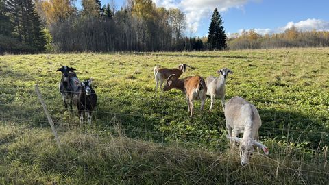 Lätis avastati ohtlik loomataud, mis võib jõuda ka Eestisse