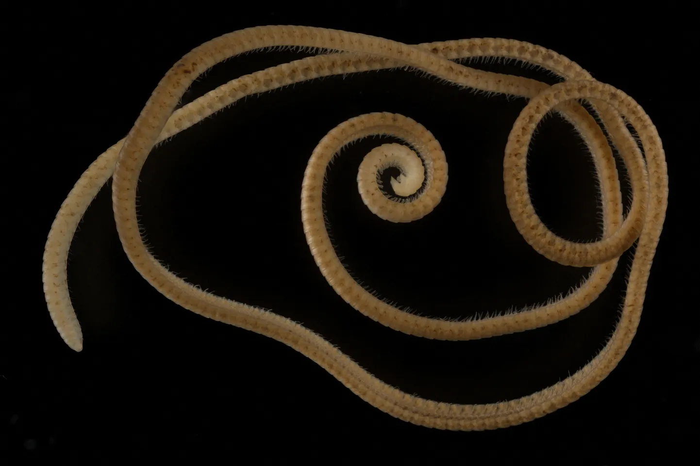 Tūkstoškājis "eumillipes persephone".