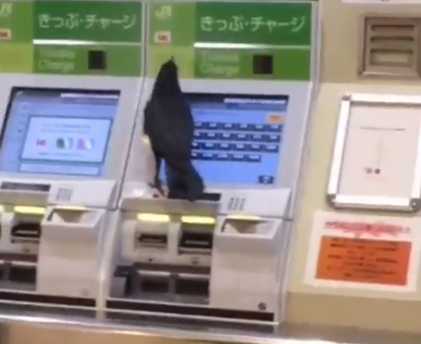 Vares Tokyo rongijaama piletimüügimasinaga tutvumas.