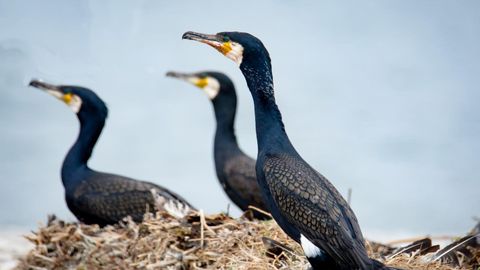 Keskkonnaamet vaatab üle kormoranide ohjamiskavad