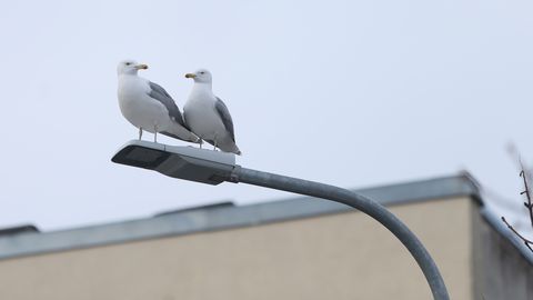 TAUNO JÜRGENSTEIN ⟩ Need nunnud kajakad!