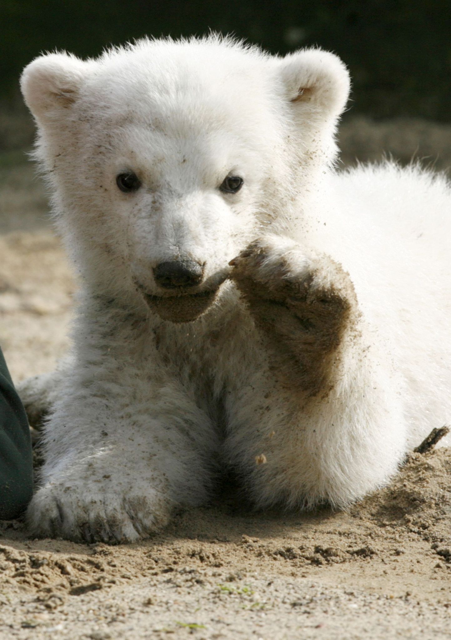 Jääkaru Knut väikesena