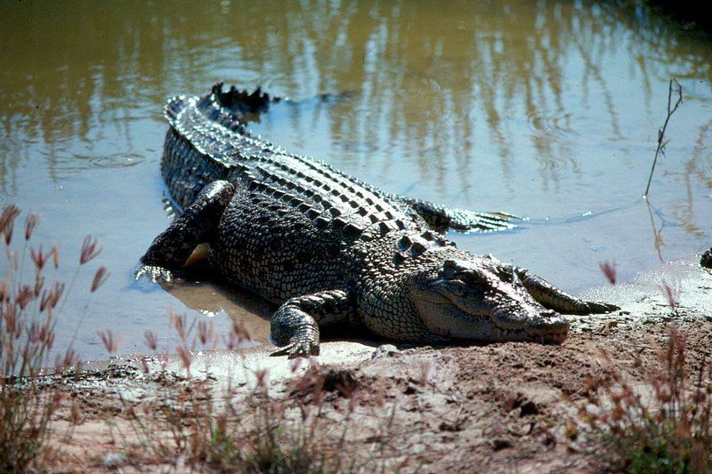 Krokodill