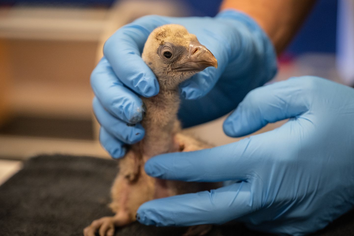 Oi kui nunnu! Londoni loomaaias puges munast välja kriitiliselt ohustatud kõnnu-kaeluskotka tibu.
