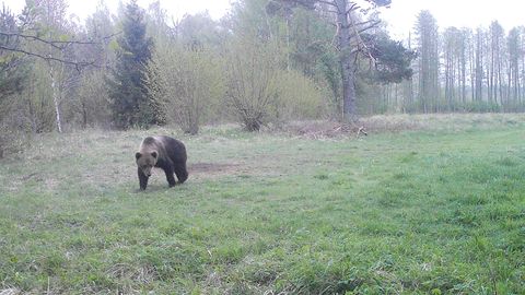 Saaremaa ainus teadaolev karu on end RMK Kuressaare jahipiirkonnas sisse seadnud