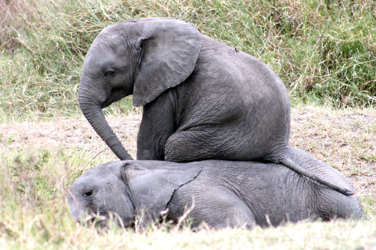 Vabalt looduses elavad elevandid suudavad magada nii pikali kui ka püsti asendis, kuid teevad seda vaid mõnikümmend minutit korraga. Ööpäevas magavad nad keskmiselt vaid kaks tundi.