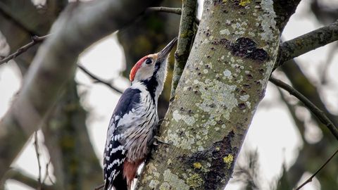 LOODUSFOTO ⟩ Valgeselg-kirjurähn on uje lind