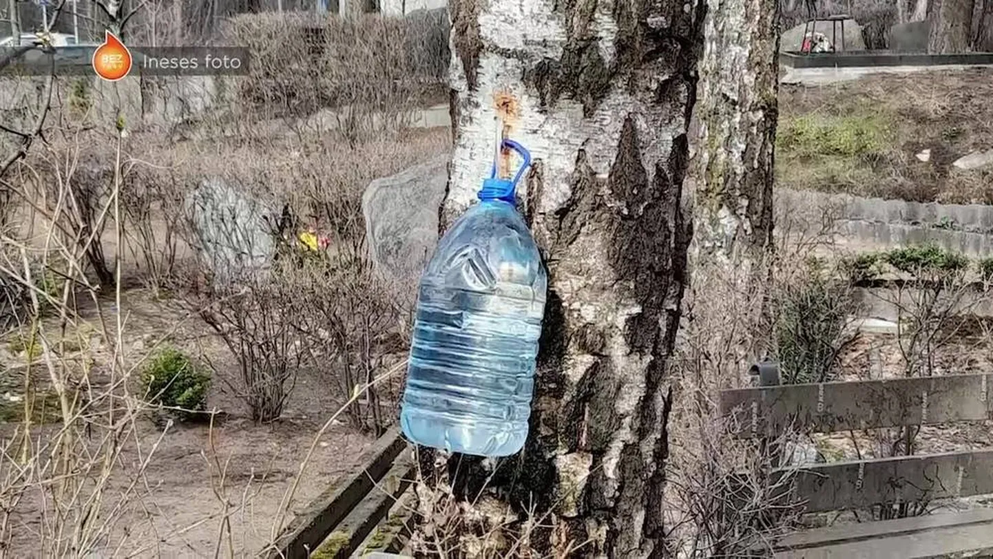 Raksta foto