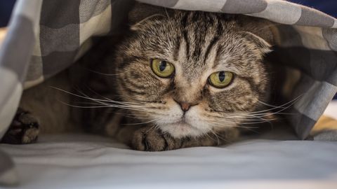 Tasub vältida: need 5 tegevust tekitavad sinu kassile suurt stressi