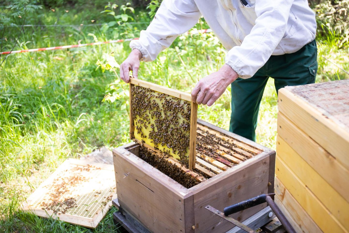 Lääne-Virumaal on mesindus muutumas tõsiseks majandusharuks. See konkreetne mesitaru asub Roela lähistel.