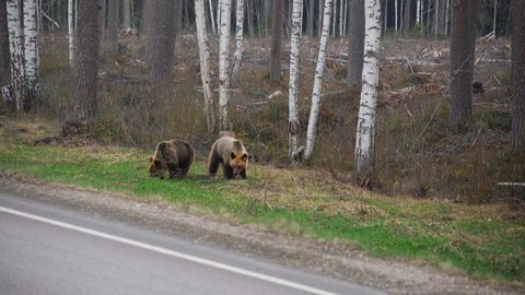 На шоссе Таллинн-Тарту в результате ДТП погиб медвежонок