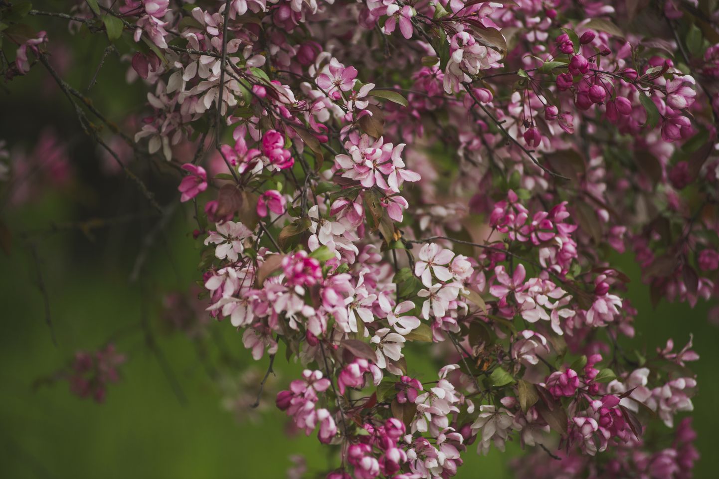 Foto: Pavasaris Nacionālajā Botāniskajā dārzā