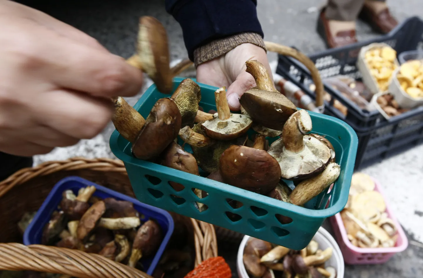 Mürgiseened tapsid koka ja tema abilise