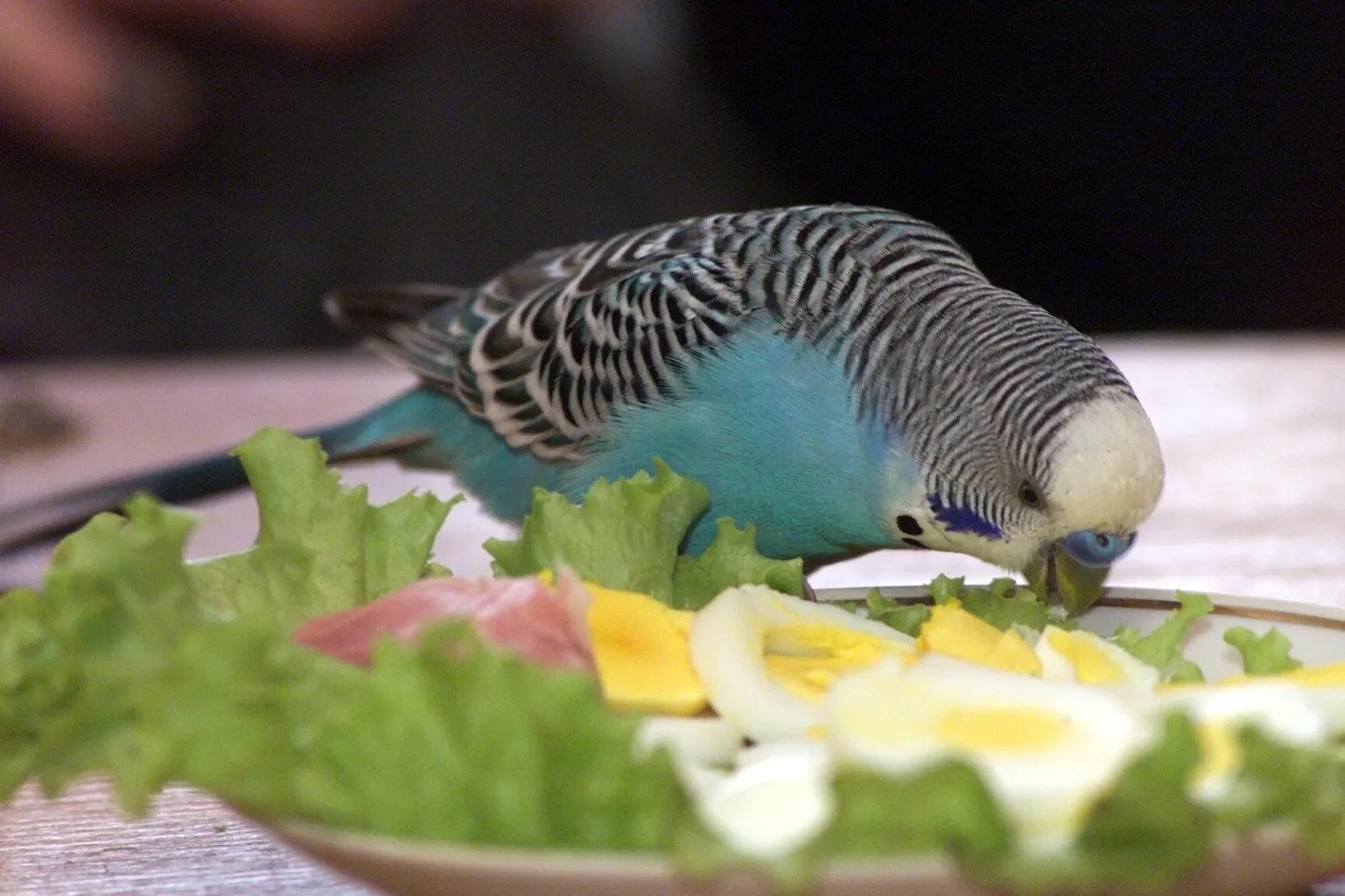 Viirpapagoi toidulauale sobivad nii keedetud munad kui ka roheline salat.