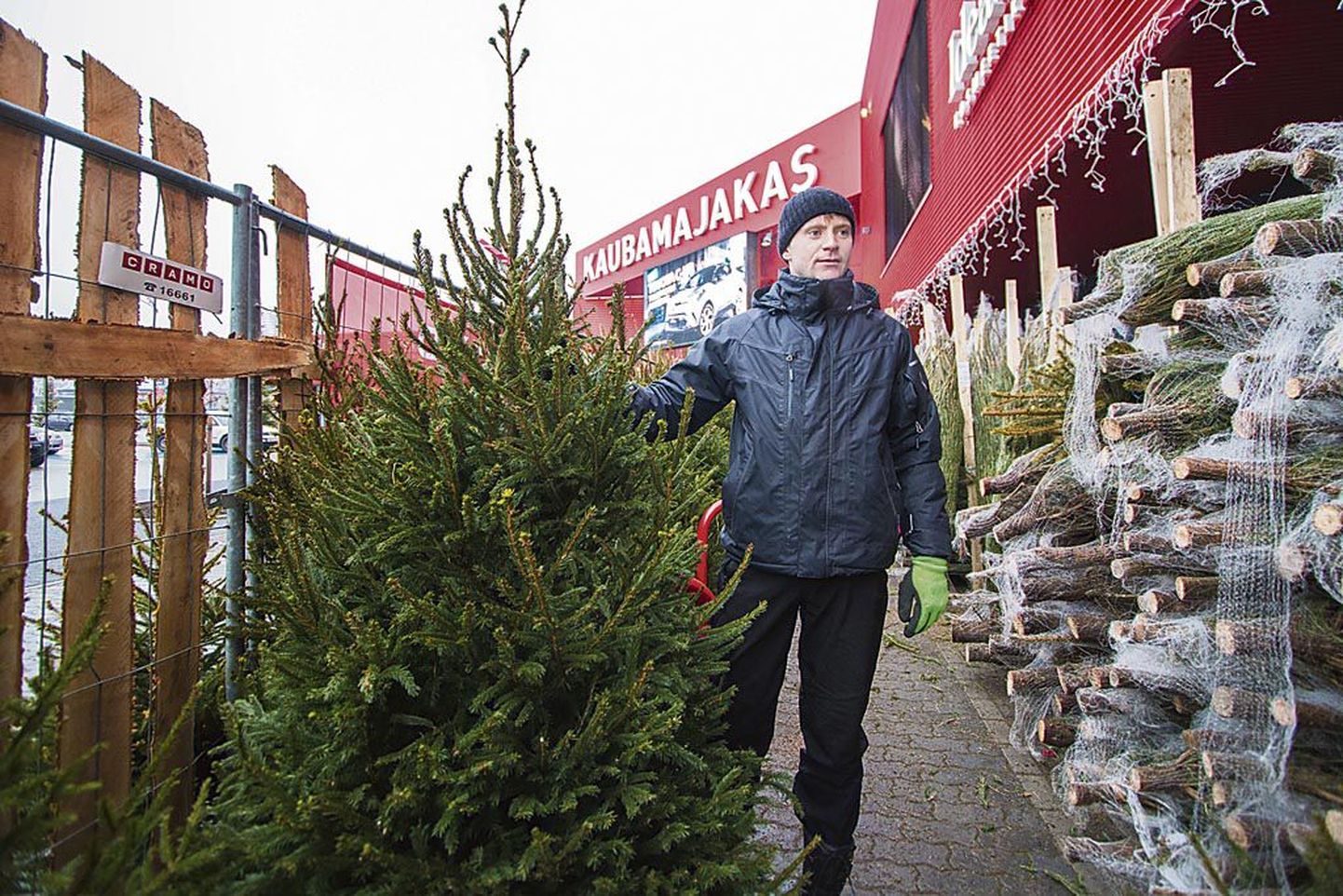 Metsameister Raigo Rõõmussaar demonstreerib eestlaste lemmikjõulupuud – harilikku kuuske.