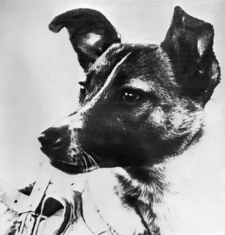 Laika
