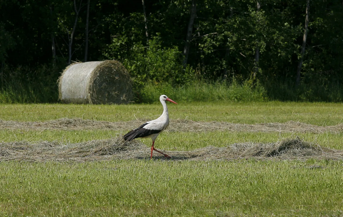 Pääsukesed ennustavad põua jätkumist. Foto on illustreeriv.