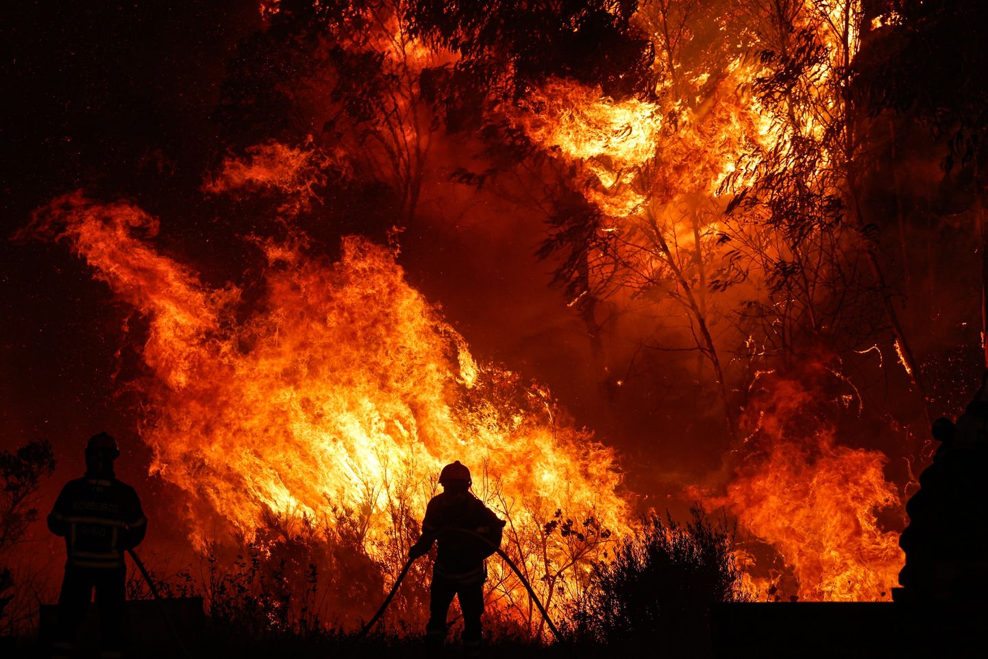 Лесные пожары. Иллюстративное фото