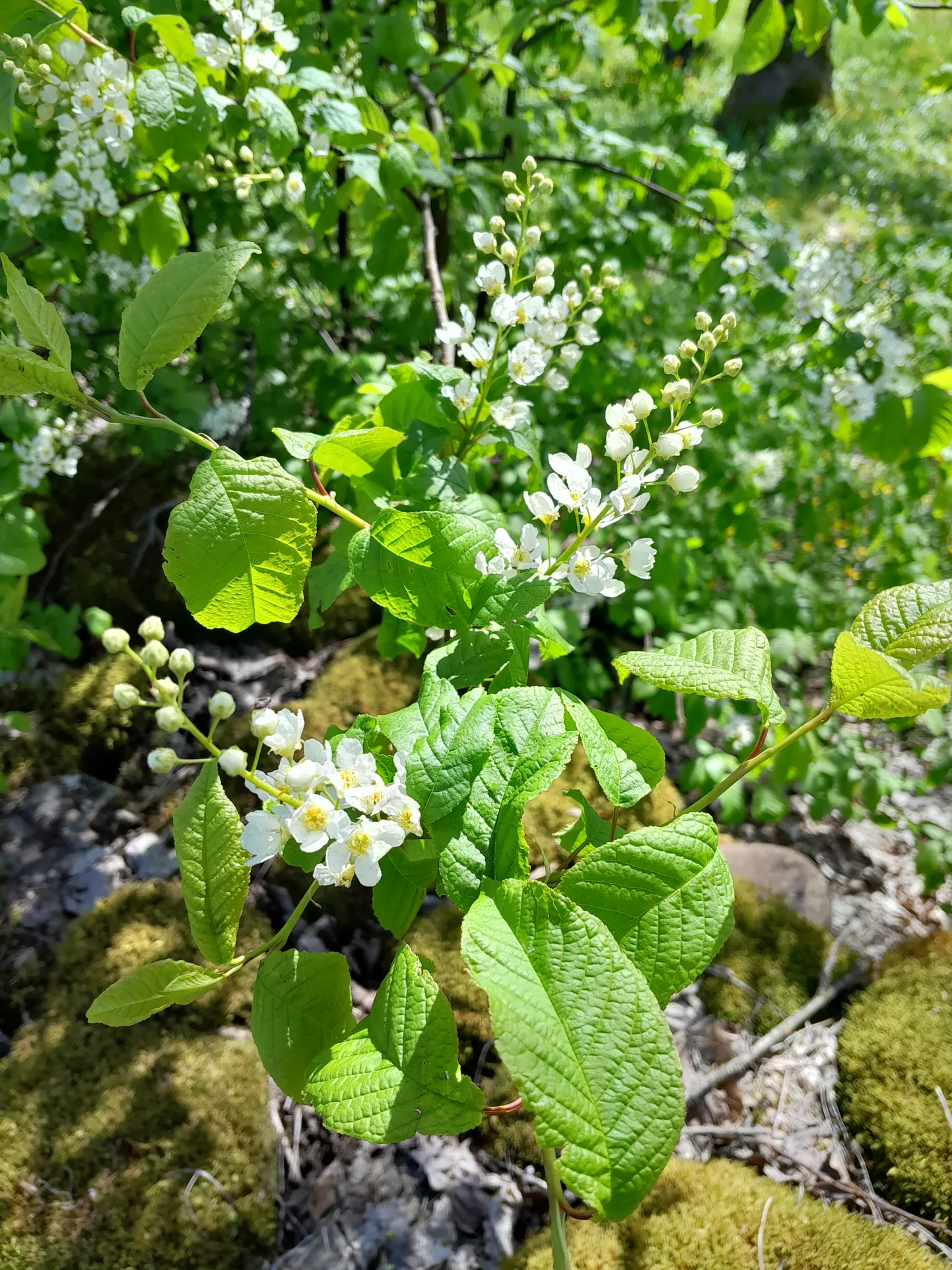 Artikli foto