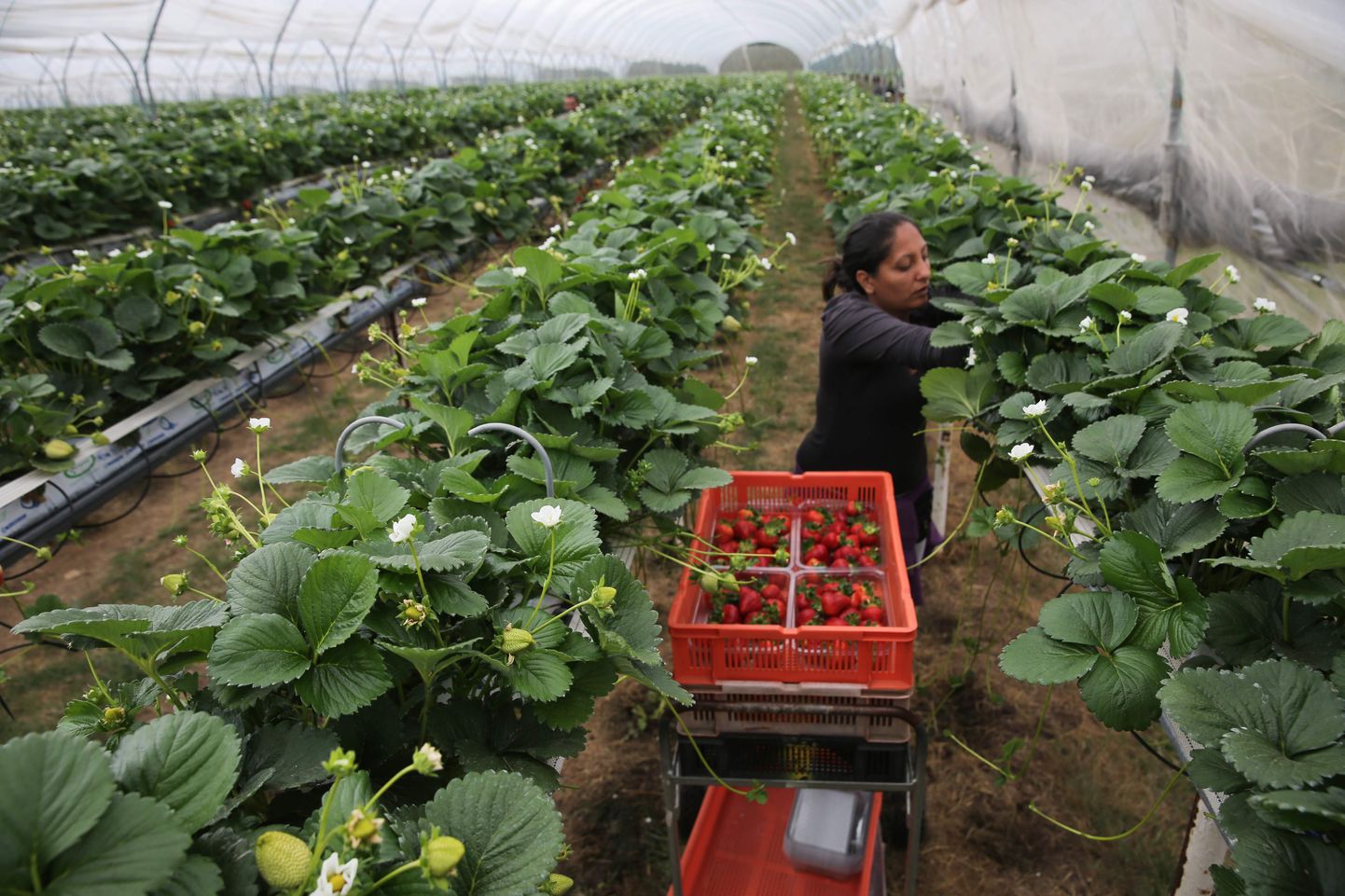 Rumeeniast pärit hooajatööline korjamas maasikaid BR Brooks & Sonsi farmis Favershamis Lõuna-Inglismaal.