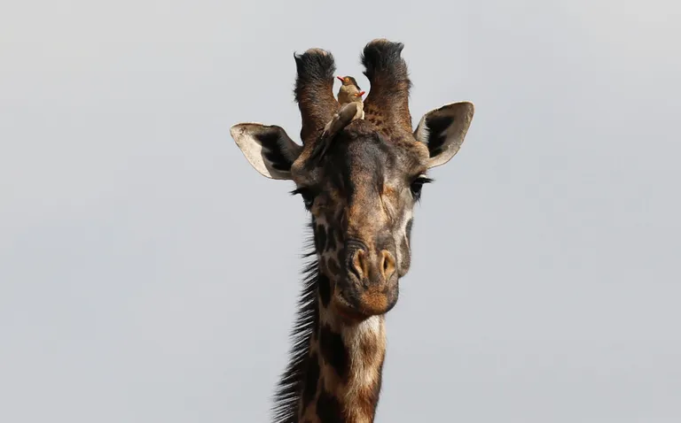 Thomas Mukoya/Reuters/Scanpix