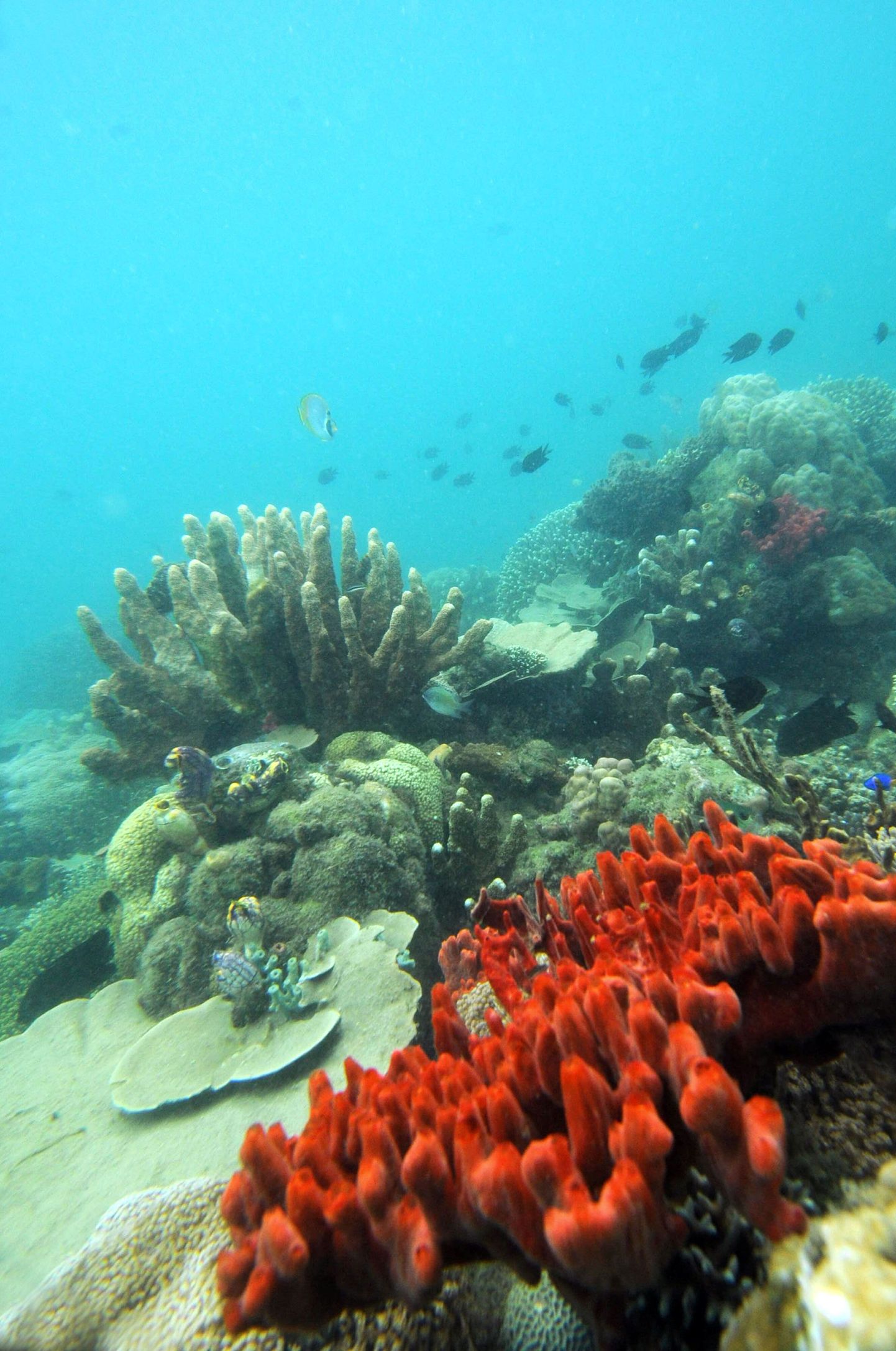 India ookeani korallid on 2004. aasta tsunamist hästi toibunud