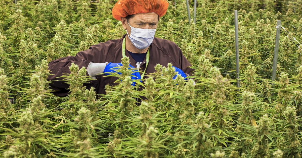 Как выращивать марихуаны в канаде скачать тор браузер лук гидра