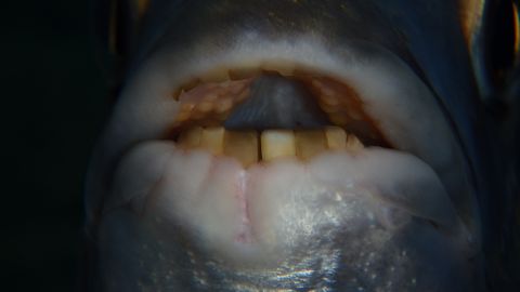 В Египте рыба c человеческой челюстью напала на дайвера при погружении и прокусила ногу