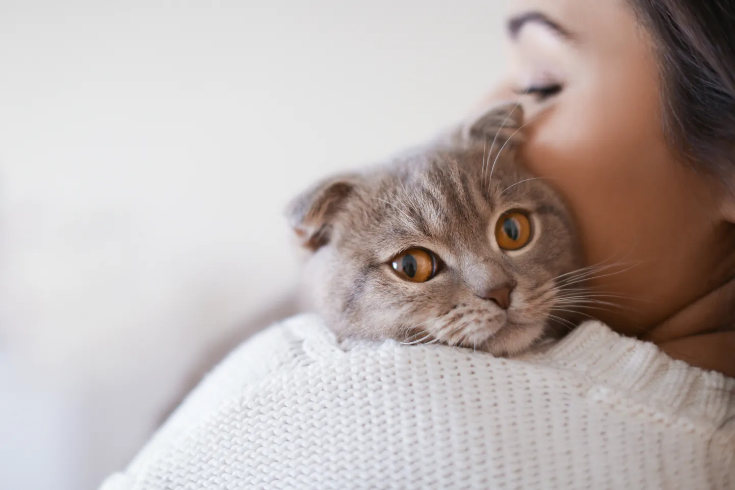 Кошка. Иллюстративное фото