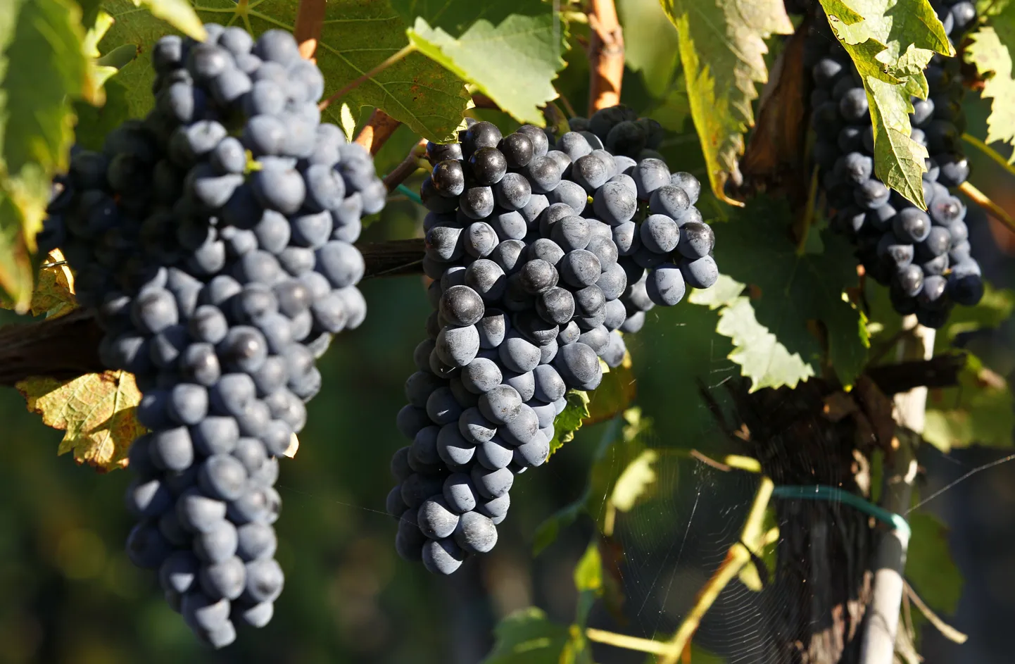 Pildil viinamarjad istanduses Itaalias Firenze lähedal, millel varsti enam Venemaale asja pole.