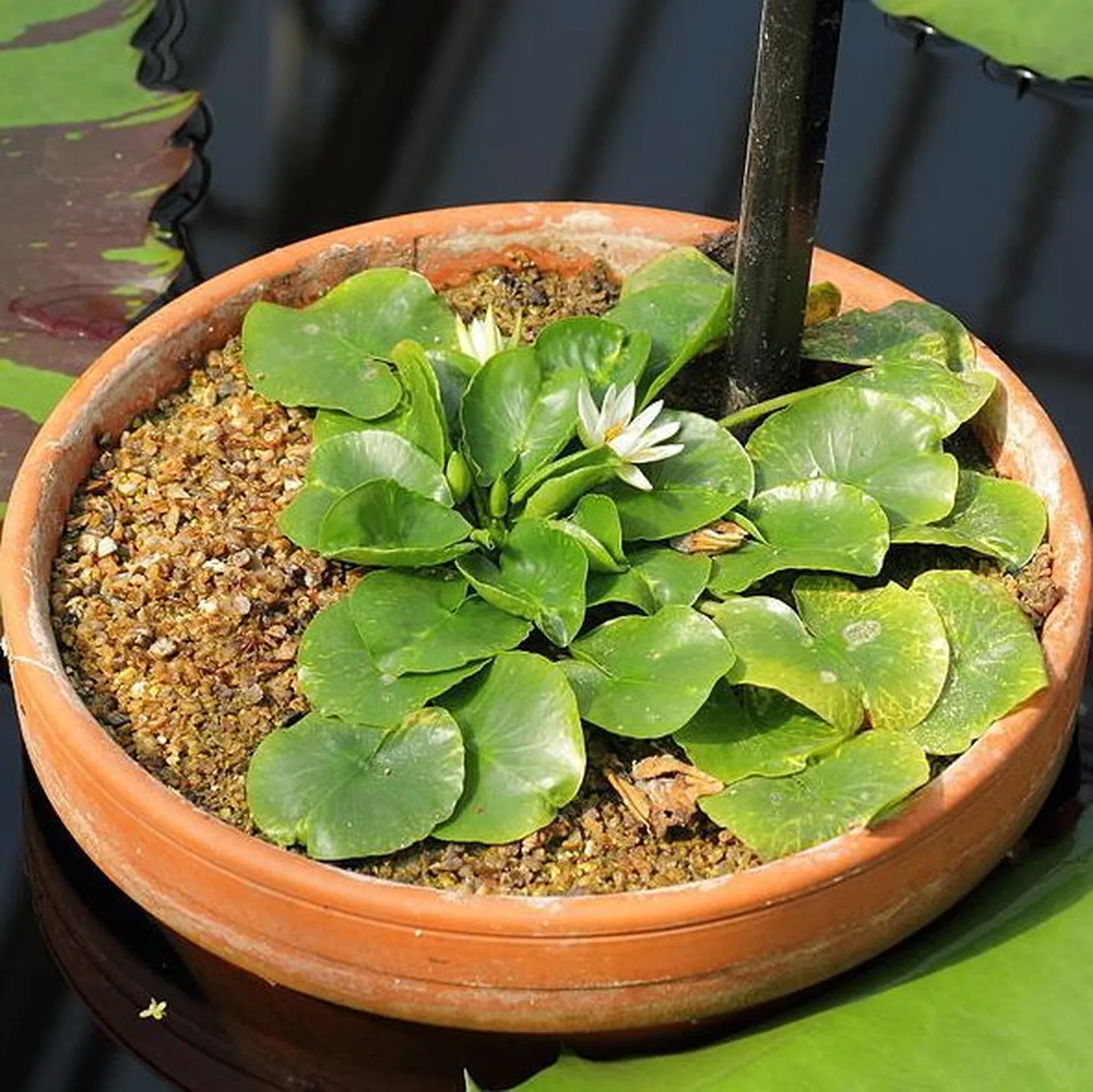 Pisi-vesiroos (Numphaea thermarum)