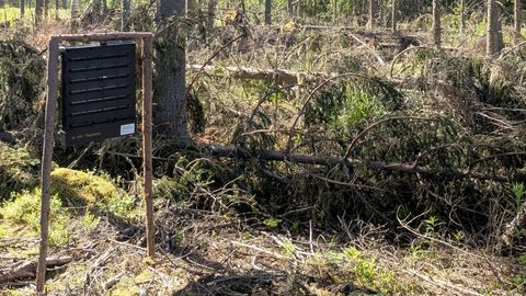 Kuuse-kooreüraskit on vähem, kuid oht püsib