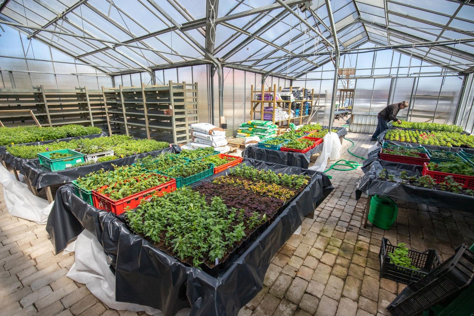 Kasvuhoone Nurga aiakeskuses saab taas täis kohalikke lille- ja köögiviljataimi, mida on võimalik oma aeda soetada.