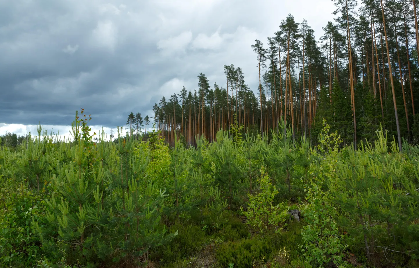RMK investeerib metsade uuendamisse ja noorte metsade kasvatamisse sel aastal 23 miljonit eurot.