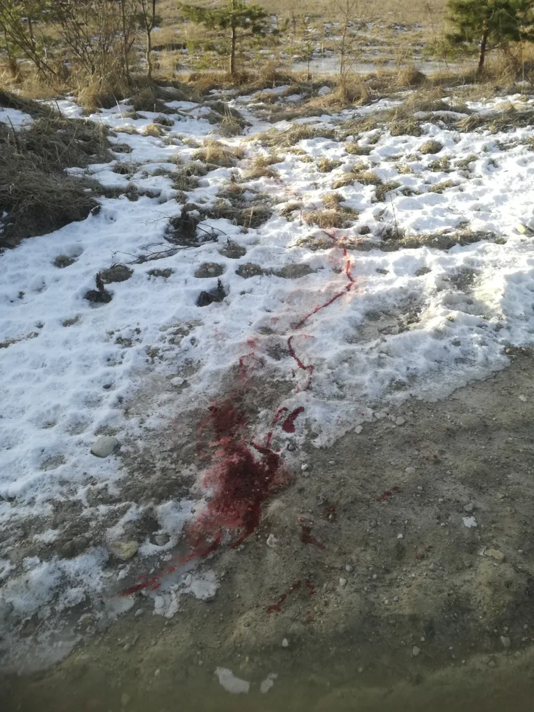 Кровавые следы хозяин обнаружил всего в 25 метрах от дома. Они привели его к трупу животного. 