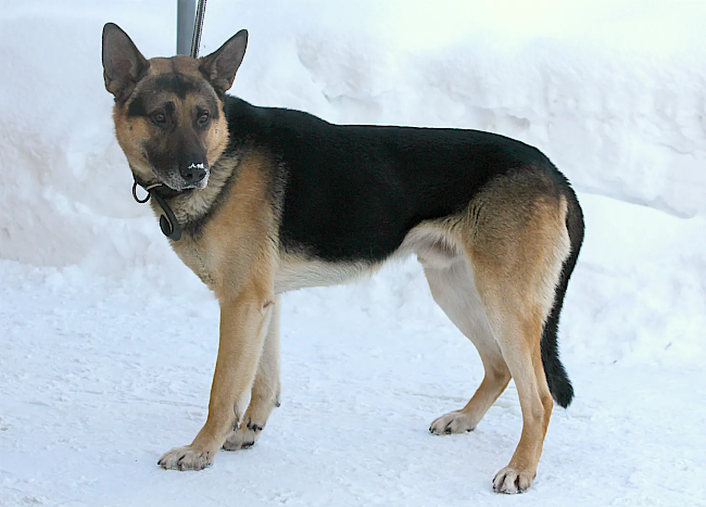Рекс.