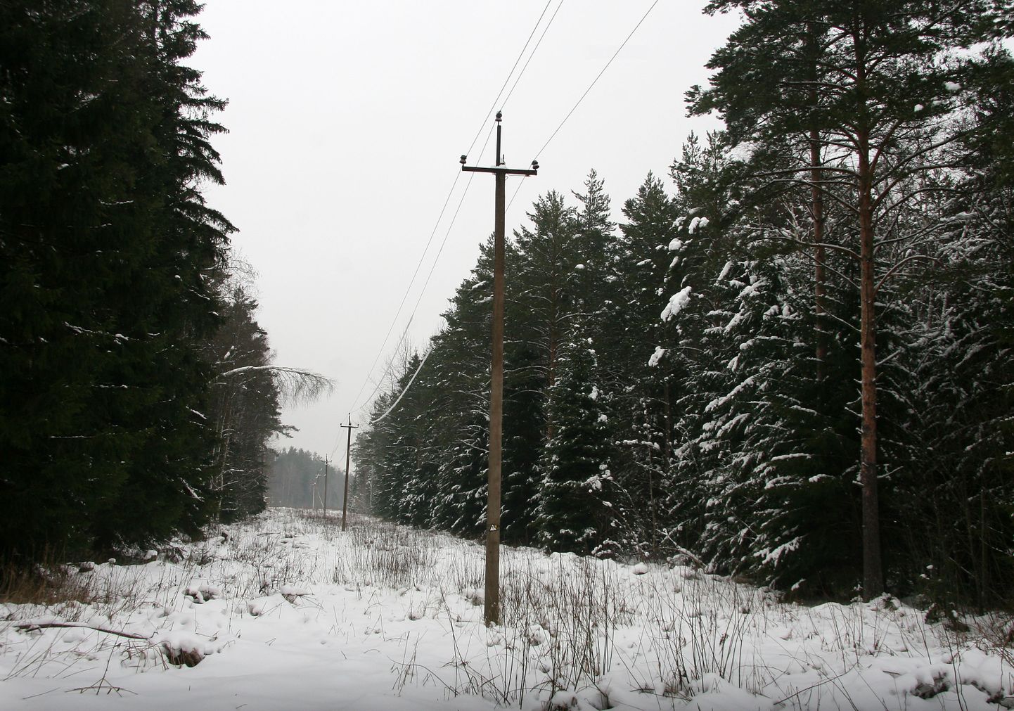 Под тяжестью снега на электролинии падают деревья, растущие также за пределами охранной зоны.