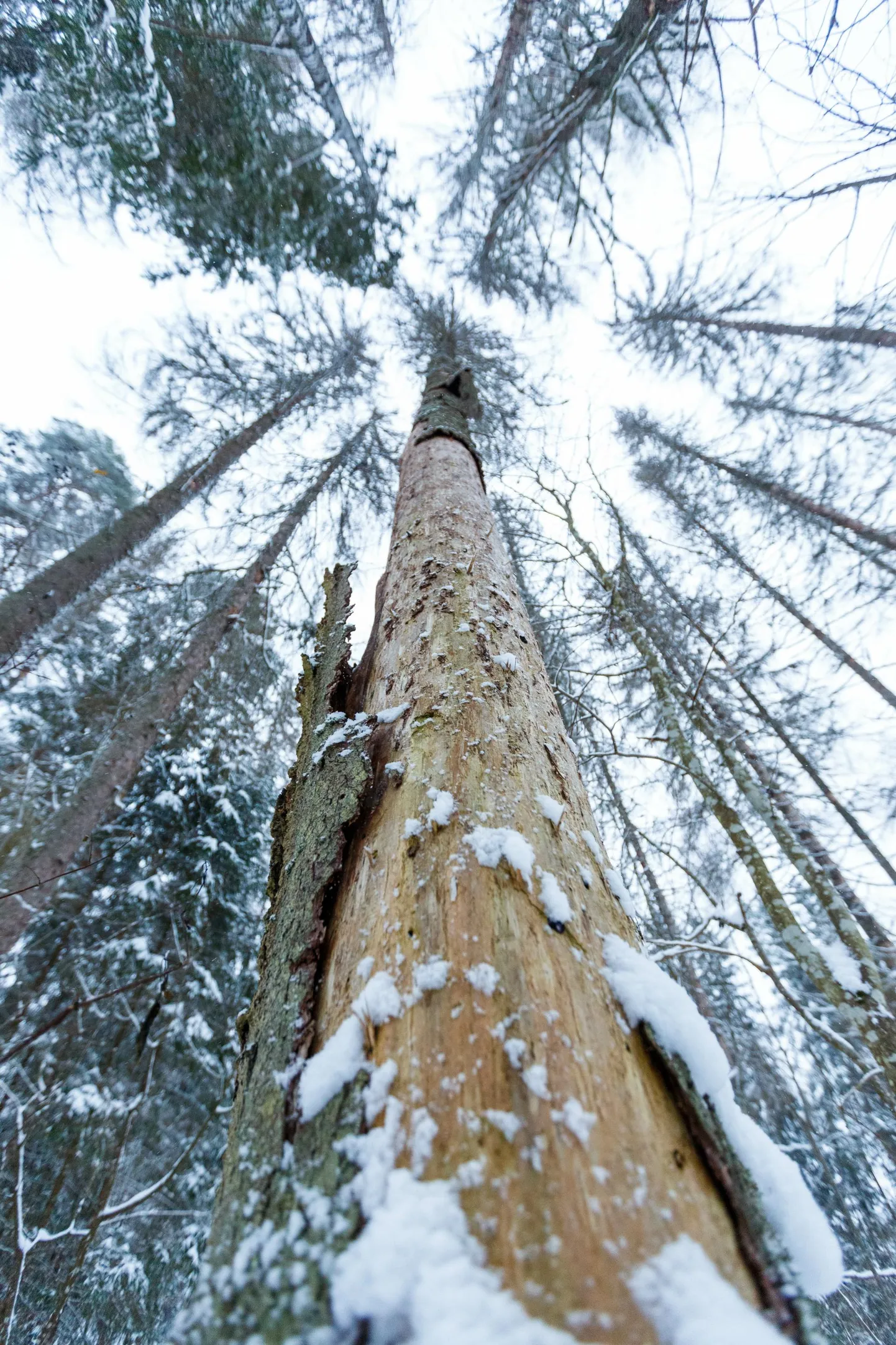 Kuusepuid kahjustavate kuuse-kooreüraskite lendlus algab tavaliselt aprilli viimasel nädalal või mai alguses, kui õhutemperatuur on tõusnud vähemalt
18 plusskraadini. Arvo Meeks